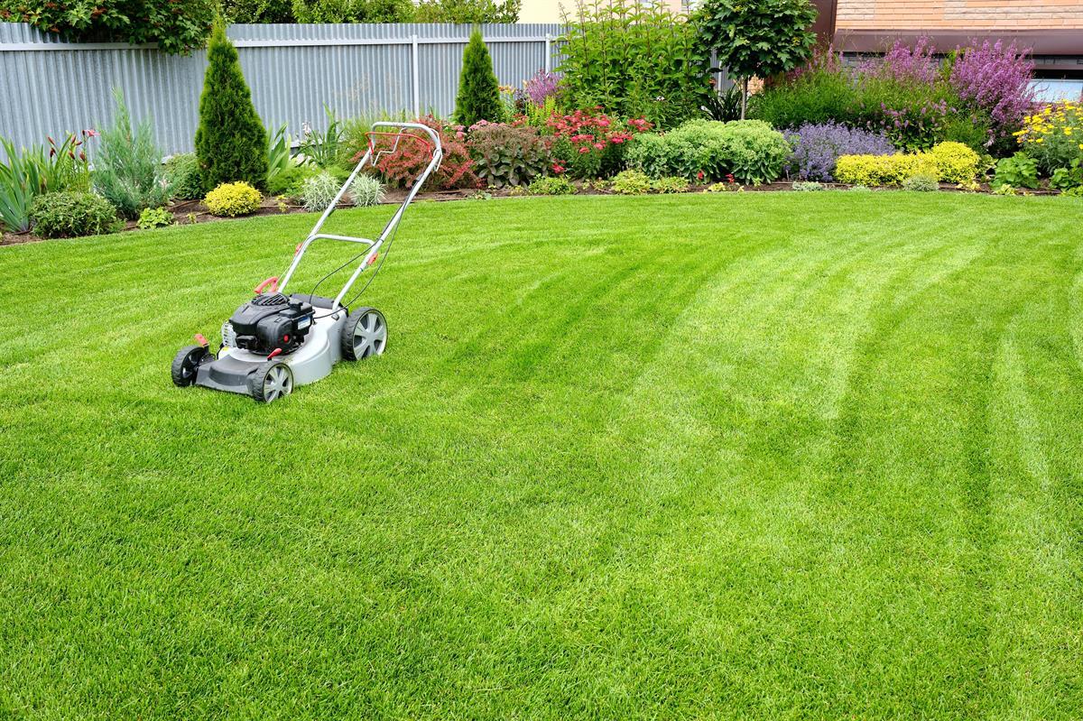 Healthy green lawn